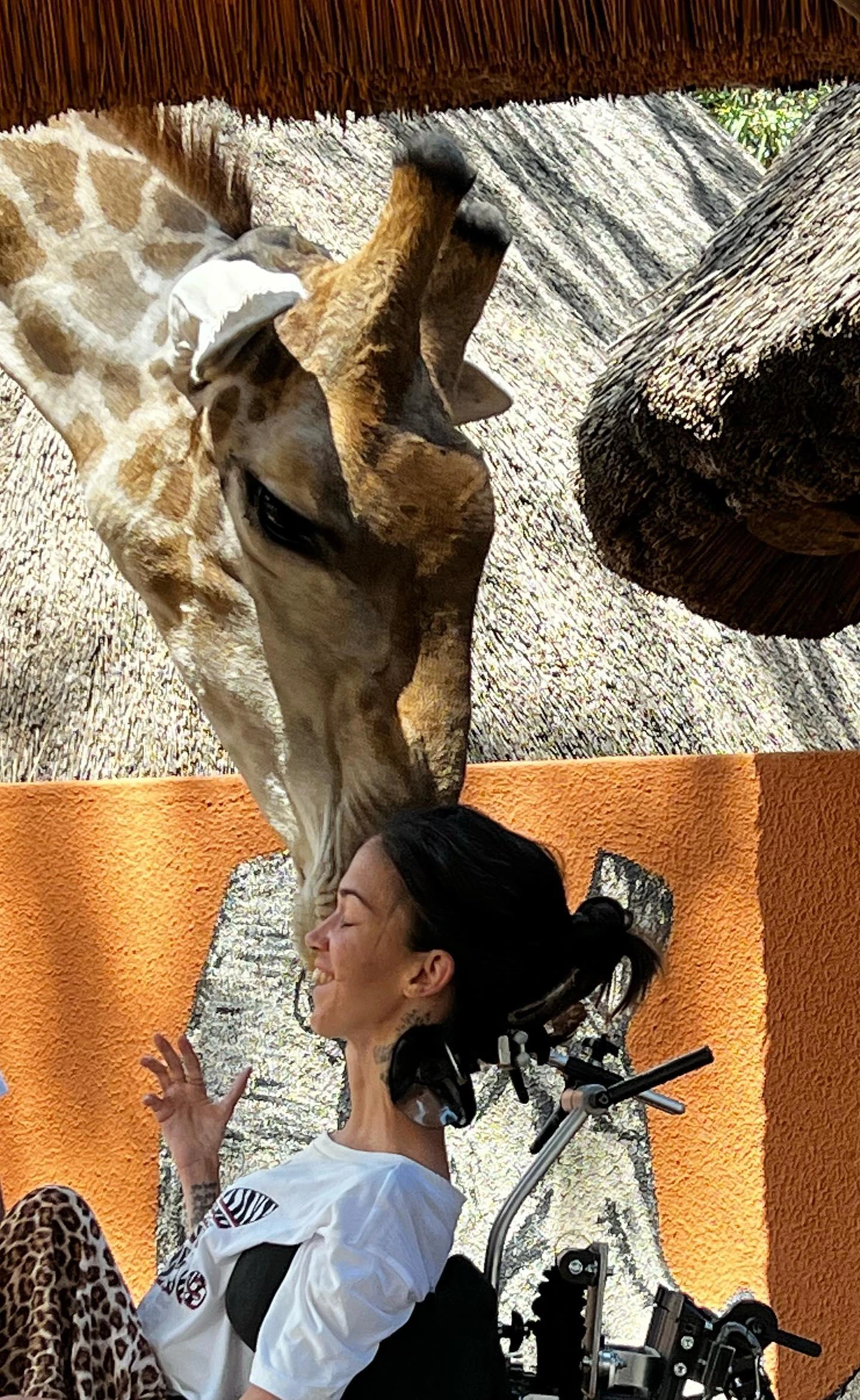 Pernilla in her power chair enjoys while a giraffe bends down and licks her face